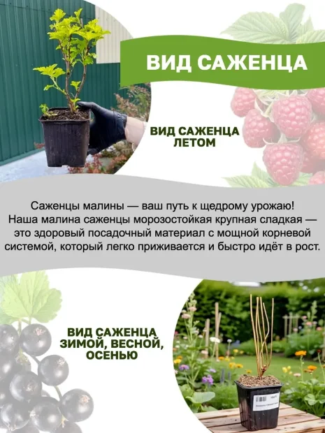 Ежевика Прайм Арк Фридом (ремонтантная бесшипая) саженцы 