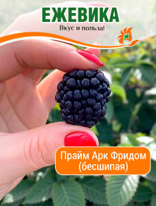 Ежевика Прайм Арк Фридом (ремонтантная бесшипая)