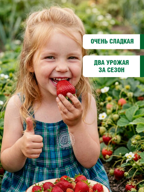 Клубника Медовое Лето семена 