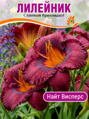 Лилейник Найт Висперс Лилейник Найт Висперс