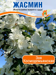 Жасмин Зоя Космодемьянская (Чубушник) Жасмин Зоя Космодемьянская (Чубушник)