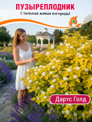 Пузыреплодник Дартс Голд (калинолистный)