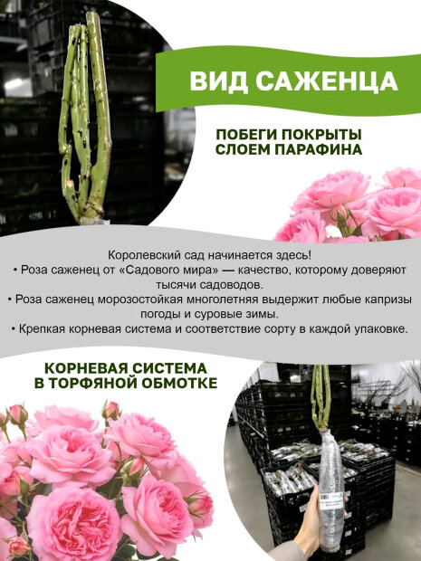 Роза Шампань Рококо