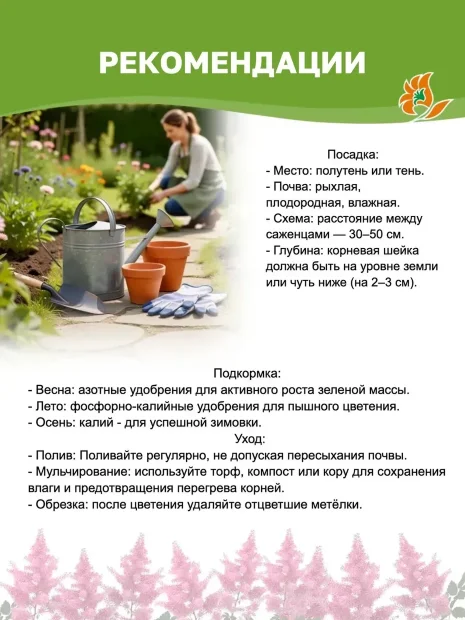 Астильба Аметист