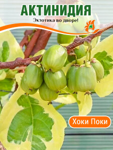 Актинидия Хоки Поки