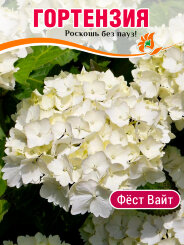 Гортензия Фёст Вайт
