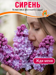 Сирень Жди Меня (обыкновенная)