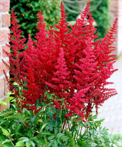 Астильба Бургунди Ред Астильба Бургунди Ред
