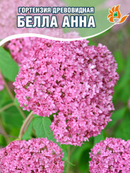 Гортензия Белла Анна