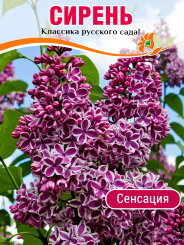 Сирень Сенсация (обыкновенная) Сирень Сенсация (обыкновенная)
