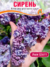 Сирень Ами Шотт (обыкновенная)