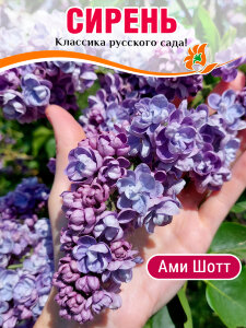 Сирень Ами Шотт (обыкновенная)
