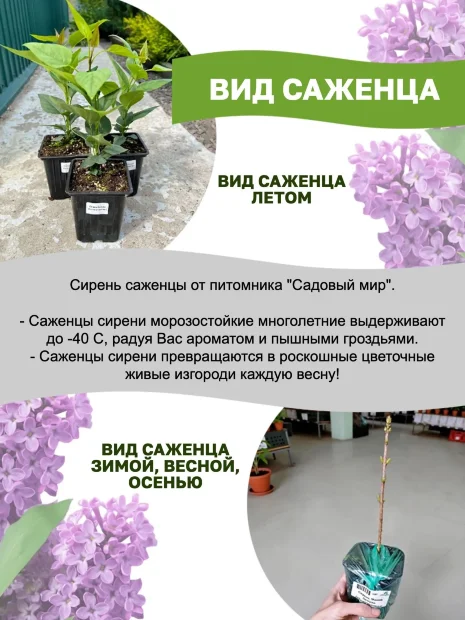 Сирень Ами Шотт (обыкновенная) саженцы 