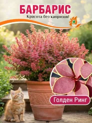 Барбарис Голден Ринг Барбарис Голден Ринг