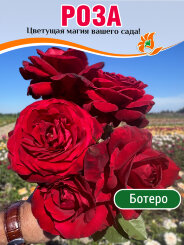 Роза Ботеро Роза Ботеро