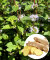 Мята Имбирная