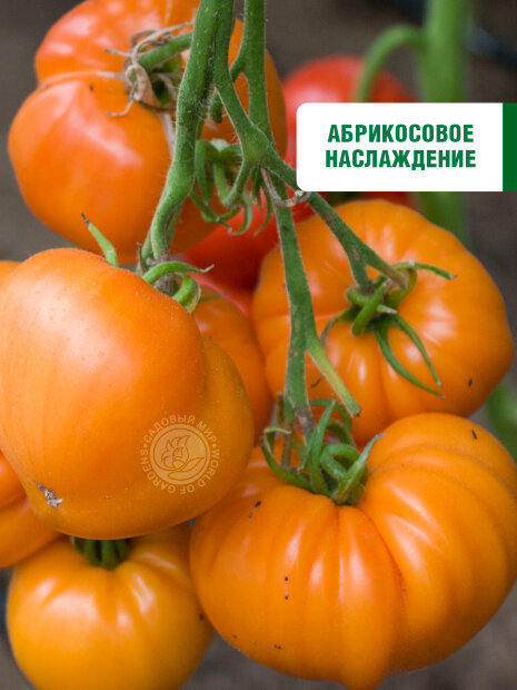 Томат Алтайский Мёд семена 
