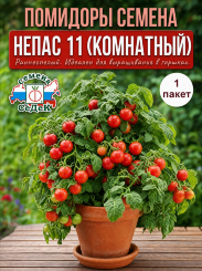 Томат Непас 11 (Непасынкующийся комнатный)
