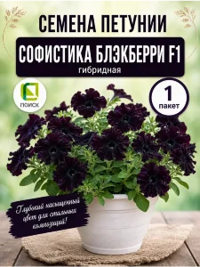 Петуния гибридная Софистика Блэкберри Петуния гибридная Софистика Блэкберри