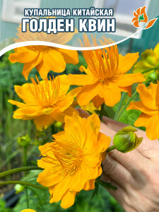 Купальница Голден Квин