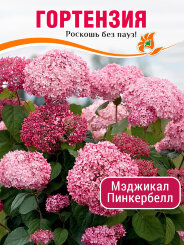 Гортензия Мэджикал Пинкербелл Гортензия Мэджикал Пинкербелл
