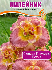 Лилейник Сьюзан Причард Петит Лилейник Сьюзан Причард Петит