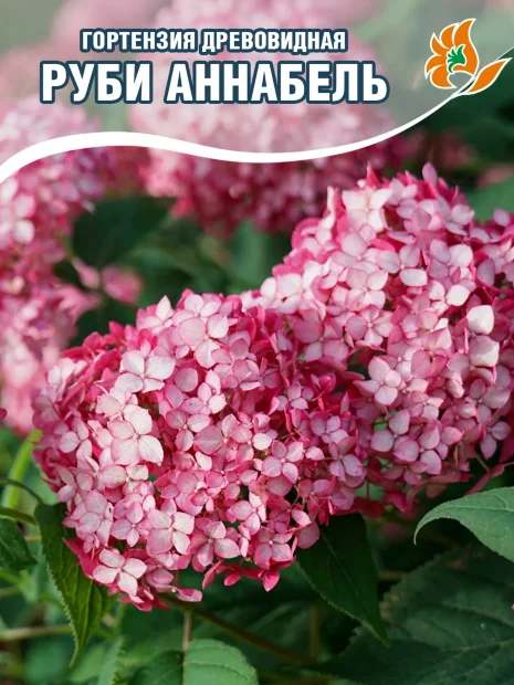 Гортензия Руби Аннабель саженцы 