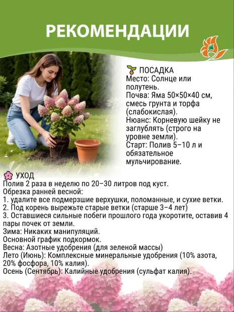 Гортензия Руби Аннабель саженцы 