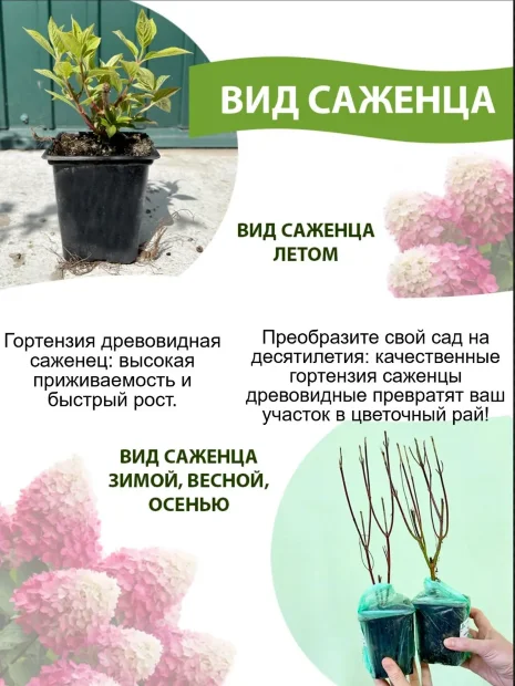 Гортензия Руби Аннабель саженцы 