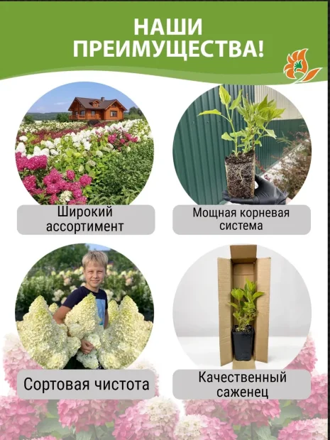 Гортензия Руби Аннабель саженцы 