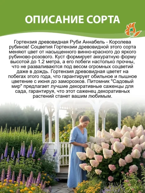 Гортензия Руби Аннабель саженцы 