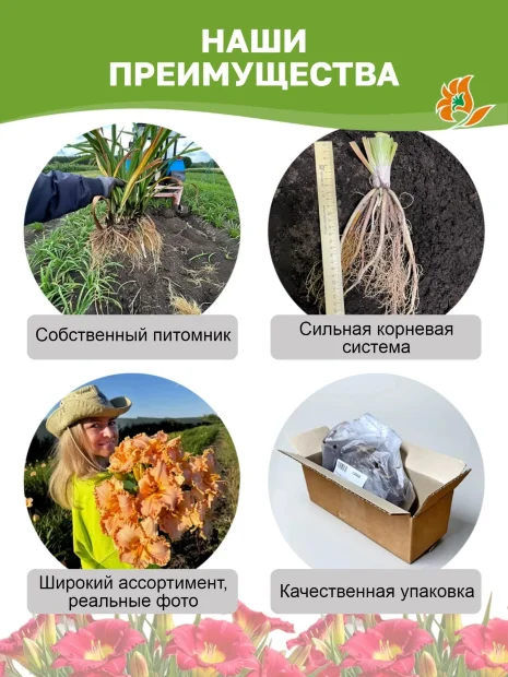 Лилейник Шникель Фритц