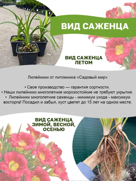Лилейник Шникель Фритц