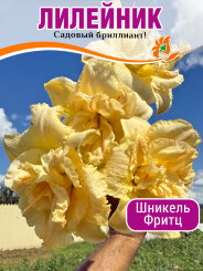 Лилейник Шникель Фритц Лилейник Шникель Фритц