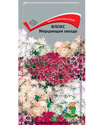 Флокс Мерцающая Звезда Флокс Мерцающая Звезда