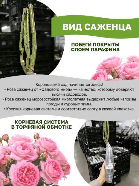 Роза Мисти Баблз 