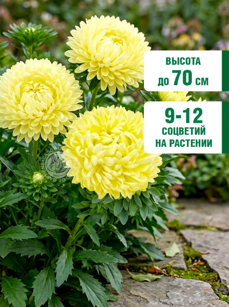 Астра пионовидная Жёлтая Башня семена