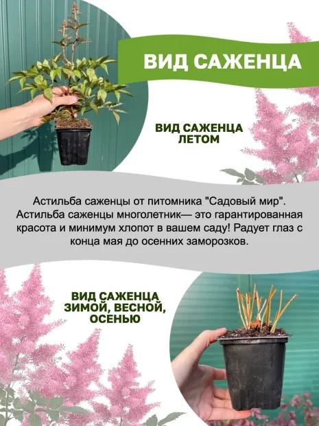 Астильба Юник Цериз