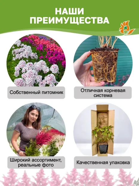 Астильба Юник Цериз