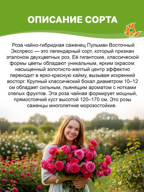 Роза Пульман Восточный Экспресс