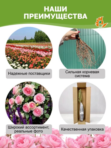 Роза Салманасар