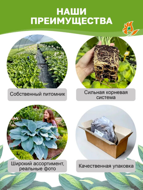 Хоста Унивитата