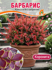 Барбарис Коронита