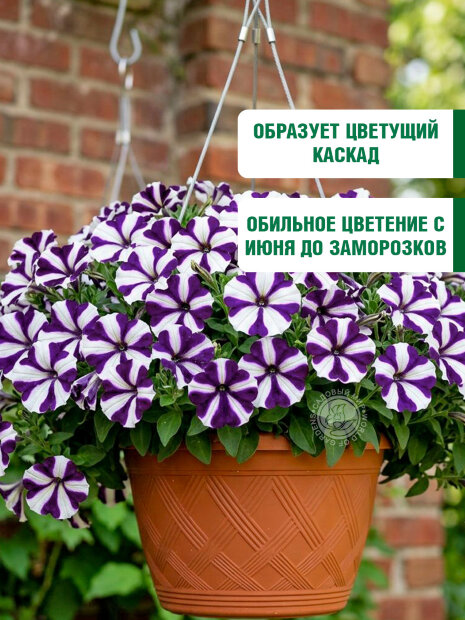 Петуния ампельная Лавина Синяя звезда F1 семена