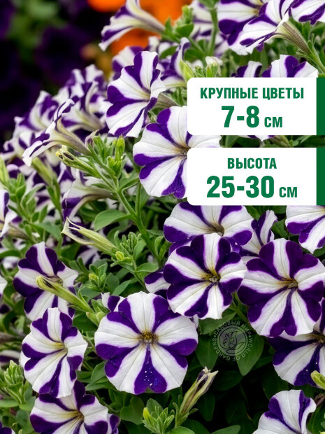 Петуния ампельная Лавина Синяя звезда F1 семена