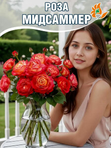 Роза Мидсаммер Роза Мидсаммер