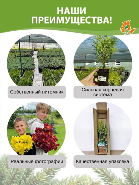Туя Кинг оф Брабант (западная)