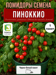 Томат Пиноккио (комнатный)