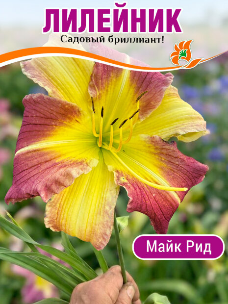 Лилейник Майк Рид