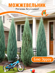 Можжевельник Блю Эрроу